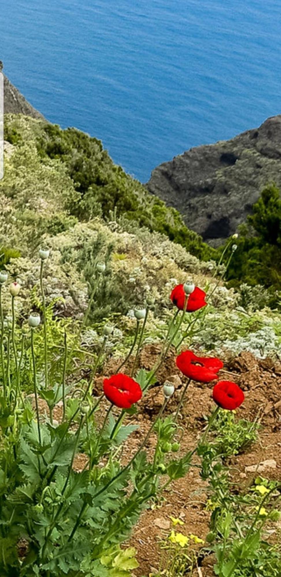 The Poppies Guest House - 100M Ocean - Private Spaces Канделария Экстерьер фото