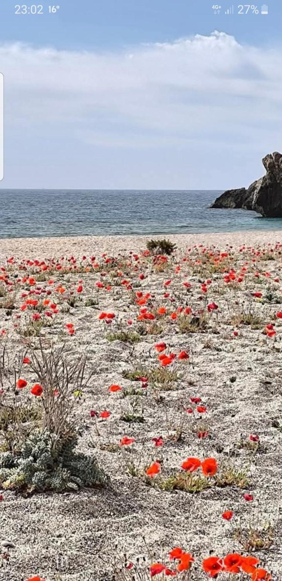 The Poppies Guest House - 100M Ocean - Private Spaces Канделария Экстерьер фото